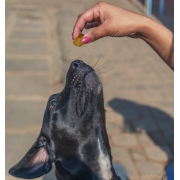 Dogsee Chew 喜瑪拉雅犛牛天然芝士迷你爆谷 - 原味 (70g) 