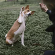 Nature's Protection WA29 低脂全犬糧 12kg **新舊包裝 隨機發貨**